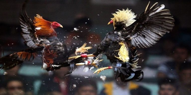 Trực tiếp đá gà online - Trải Nghiệm Hấp Dẫn Và Cơ Hội Kiếm Tiền Đỉnh Nhất Tại Nhà Cái Jun88